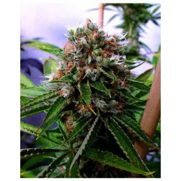 Buddha Sister