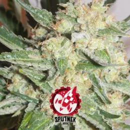 Bubble Goom Gravity (Auto)