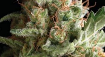 American Pie de Pyramid Seeds desde ahora en Cannabislandia