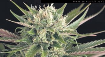 Blue Cheese de Dinafem, genial combinación de dos leyendas