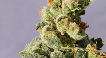Descubre la Gnomo Auto de Kannabia Seeds en Cannabislandia