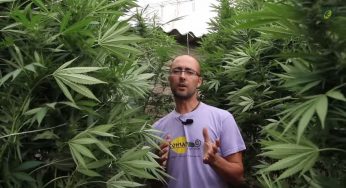 Cómo cultivar megaplantas de marihuana, por Miguel Gimeno