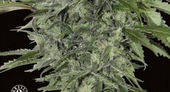 Nueva Auto Maxi Haze de Grassomatic ya en Cannabislandia