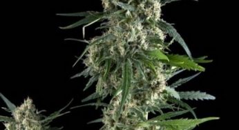 Nueva Amnesia Gold de Pyramid Seeds ya en Cannabislandia