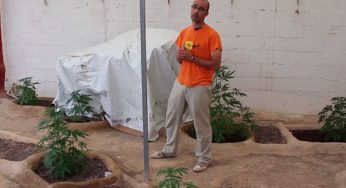 Consejos para forzar a una planta de marihuana a florecer