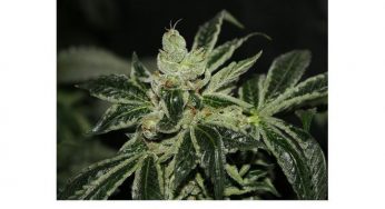 Darkstar, semilla de marihuana ideal para dolor y apetito