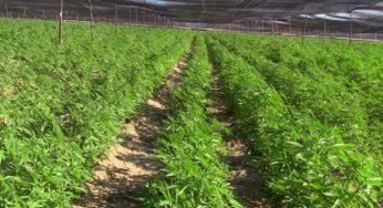Luz verde para el primer cultivo medicinal de latinoamerica