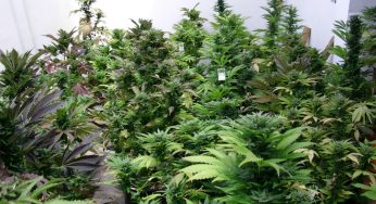 Cultivo de marihuana en invierno, consejos de Miguel Gimeno