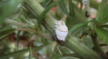 Principales plagas y hongos en los cultivos de marihuana