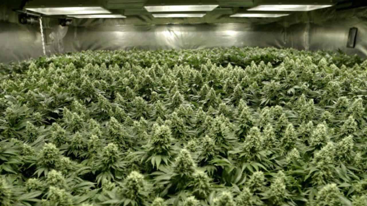 High Stone Семена Конопляные Купить