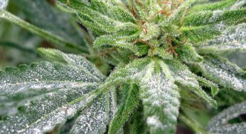 Identificar y tratar el hongo Oídio en cultivos de marihuana