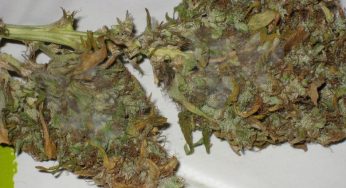 Identificar y tratar hongo Botrytis en cultivos de marihuana
