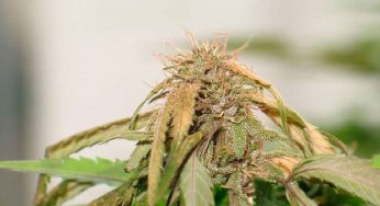 Identificar y tratar hongo Fusarium en cultivos de marihuana