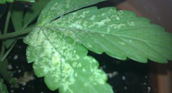 Identificar y eliminar la plaga de mosca blanca del cultivo