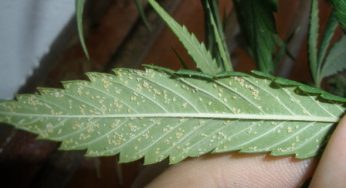 Cómo identificar y eliminar pulgón de plantas de marihuana