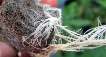 Consigue unas raíces sanas y unas plantas más saludables