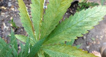 Cómo identificar y eliminar la plaga de trips de tu cultivo