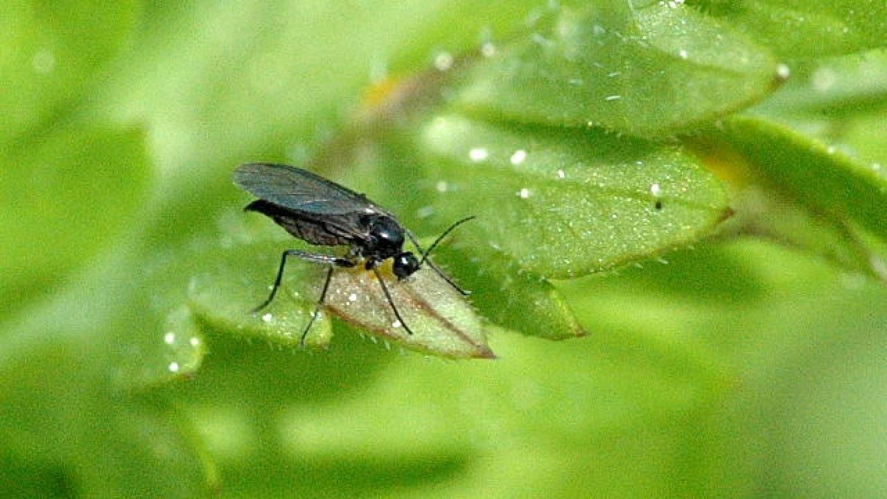 Como Identificar Y Eliminar Plaga De Mosca Del Sustrato