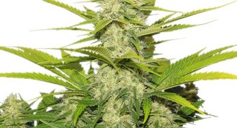 Skunk, la variedad de cannabis más influyente de la historia