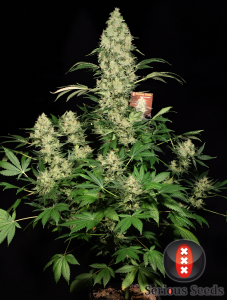 ak 47 marijuana whole-plant