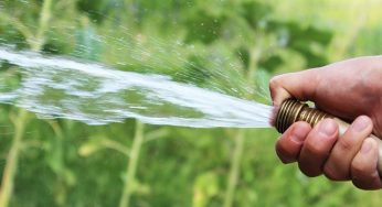 Cómo hay que regar correctamente las plantas de marihuana