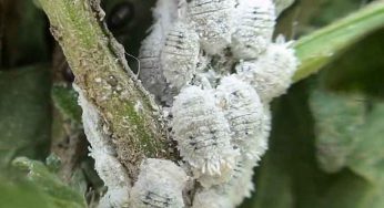 Cómo prevenir y tratar cochinilla en cultivos de marihuana