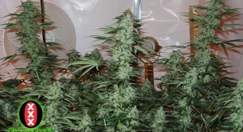 AK 47 Marihuana