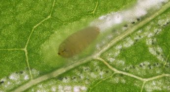 Cómo identificar y eliminar la plaga de minador de la hoja