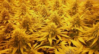 Seguimiento de cultivo con Cyco fertilizantes en interior