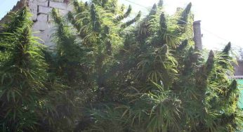 Marihuana Sativa, características y consejos de cultivo