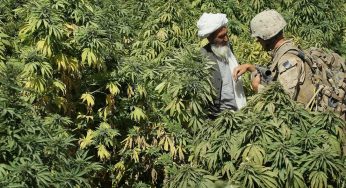Marihuana índica, características y consejos de cultivo