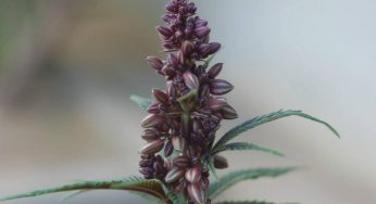 Selección de plantas de marihuana macho para crianza