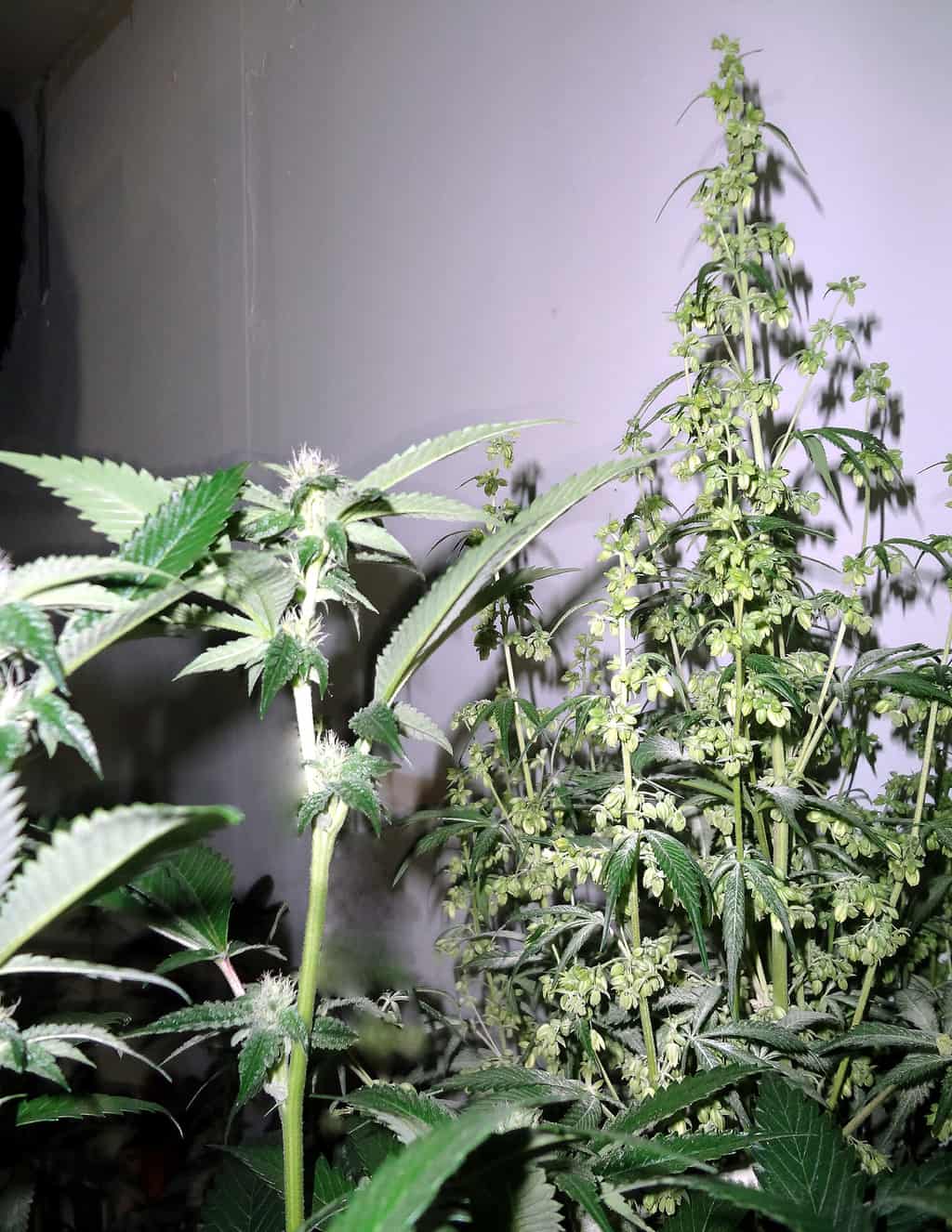selecciona-no-tires-plantas-marihuana-macho