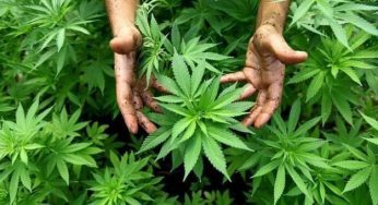 Efectos de la marihuana y su consumo: descúbrelos ahora
