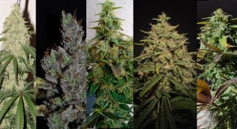 Sistema para identificar las variedades más ricas en CBD