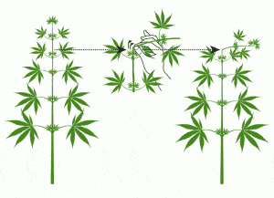 supercropping-grafico