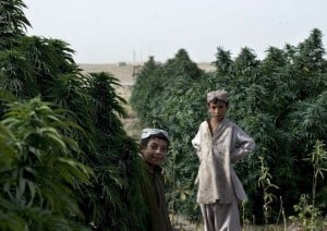 La Reina de las Marihuanas en Oriente, La Marihuana Afgana.
