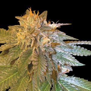 Hindu Kush de Sensi Seeds