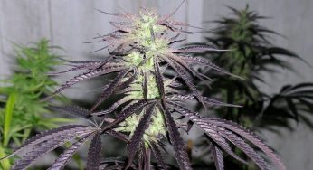 Consejos para el cultivo de variedades sativas en interior