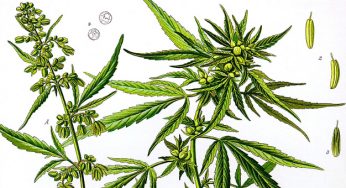 10 aplicaciones del cáñamo, la planta de los mil y un usos