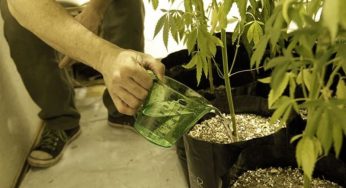 Los 6 errores más comunes al regar las plantas de marihuana