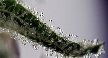 Los terpenos de la marihuana