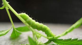 Orugas en la marihuana; no esperes y protege tus cogollos