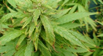 Sobrefertilización en cultivos de marihuana, ¿cómo actuar?