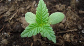 ¿Cómo hacer cruces de marihuana? Te lo contamos en este post