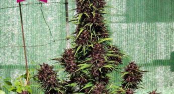 Marihuana de Pakistán, legendarias Índicas super resinosas