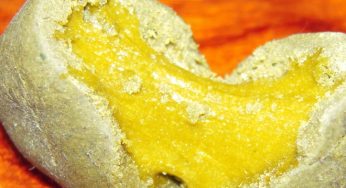 Aceite de hachís o BHO, descubre todo sobre esta extracción