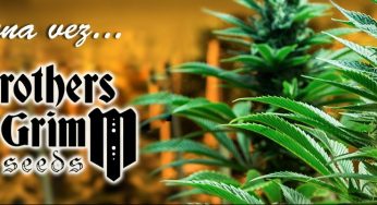 Disfruta en Cannabislandia con el regreso de Grimm Brothers