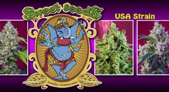 Consigue las nuevas variedades feminizadas de Sweet Seeds