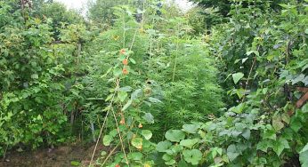 Plantas aromáticas contra plagas en cultivos de marihuana